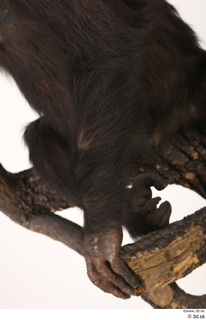 Chimpanzee Bonobo arm 0003.jpg